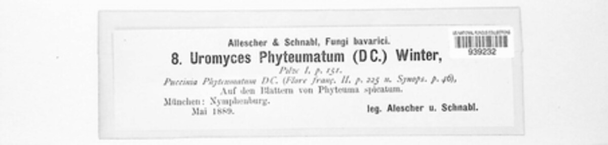 Uromyces phyteumatum image